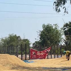 Processing rice though haven't seen fields of it