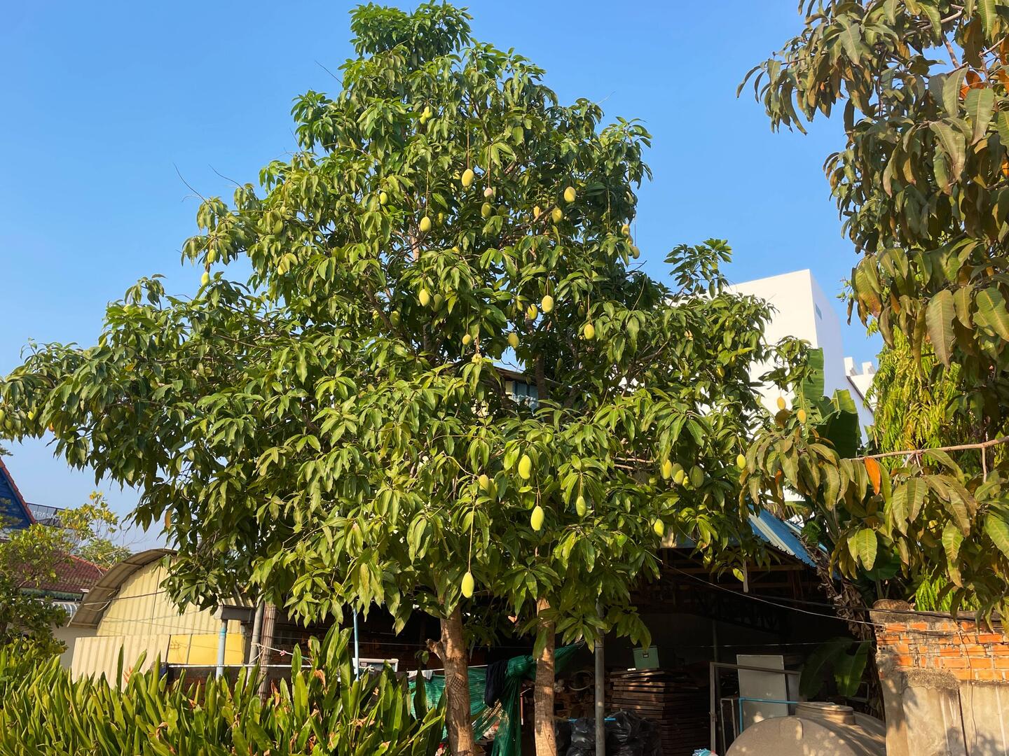 Mango tree in our parking lot dropped one for us