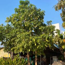 Mango tree in our parking lot dropped one for us