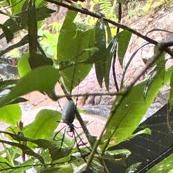 Eine ganz schön große, aber ungefährliche Golden Web Spider 🕷️😬