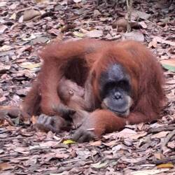 Das Baby ist ca. eine Woche alt