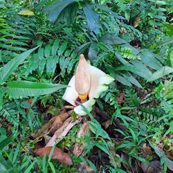 Das wird mal eine der berühmten Titanium-Blumen