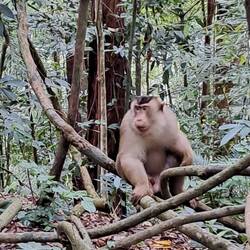 Ein Schweinsschwanz-Makak