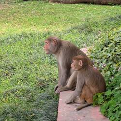 Affen im Deer-Park 🐒