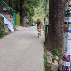 Unsere 2. Kuh in Indien 🐮