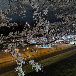 Justo se ve a Javi&Jimena abajo, y el castillo arriba entre el cerezo