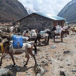 Die erste Maultier-Karawane