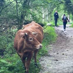 I think this bull is on Camiño too. He didn't bother us- but we were very close!