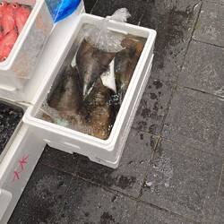 Largest mollusk I've seen