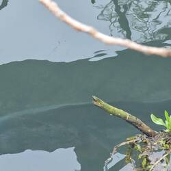 A bad photo of a huge fish