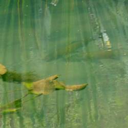 There are fish in this photo