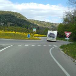 Auch der Raps blüht