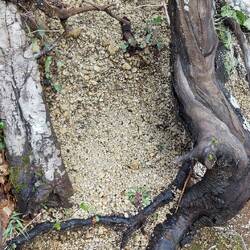 Pumice stone from the eruption of Mount Vesuvius