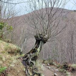 An old tree; the exposed roots are due to erosion