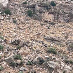 Can you spot the sheep?