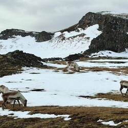 Toujours sympa de croiser le chemin des rennes