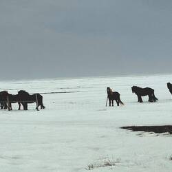 Chevaux islandais : petits, trapus, poilus... Adaptés à la rudesse du climat...