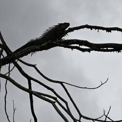 Iguana in a Tree