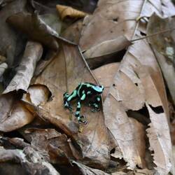 Poisonous Dart Frog