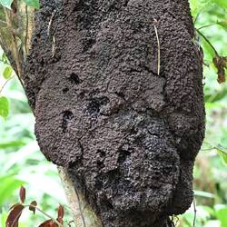 Termite Nest