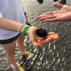 Seeigel