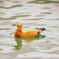 This might be tea tonight