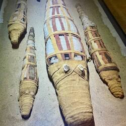 Mummified crocodiles