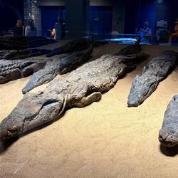 Mummified crocodiles