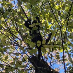 Just your regular local monkey