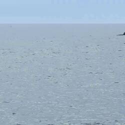 Orcas beim Luftholen bevor sie wieder für 15min auf die Jagd gehen