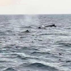 Buckelwahle (Humpback Wahle)