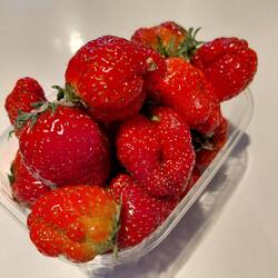 First punnet of fresh French strawberries - slightly mishapen 'seconds' because they were cheaper