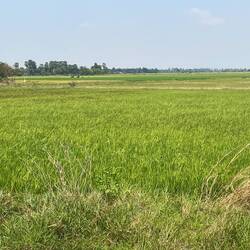 Ah ha! Here are the rice fields