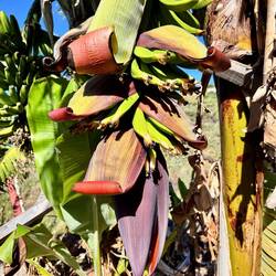 Bananenpflanzen haben tolle Blüten