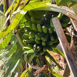 Bananenstaude