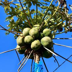 Papayas