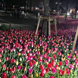 Sind wir in Holland....?