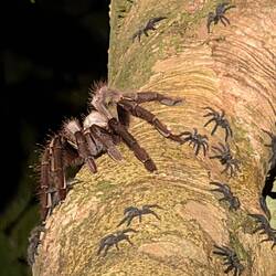 Tarantula mit Babies