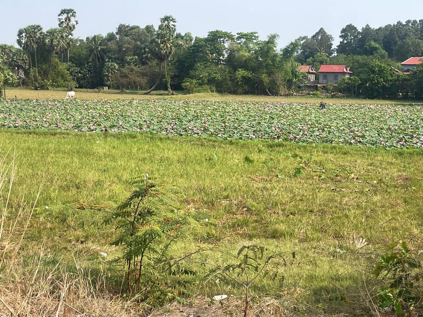 A cow amongst the lotus flowers