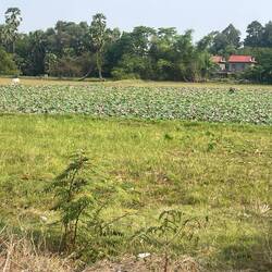 A cow amongst the lotus flowers