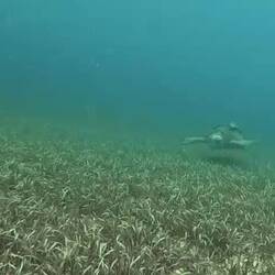 Loggerhead