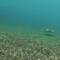 Loggerhead