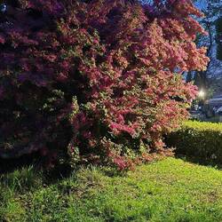 She didn't want to be outdone by the cherry trees