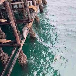 Seelöwen hängen auf den Holzstreben unter der Warf ab - ca. 2,5m über dem 🌊