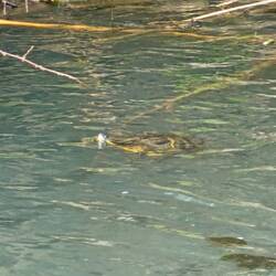 A bad shot of a turtle/tortoise