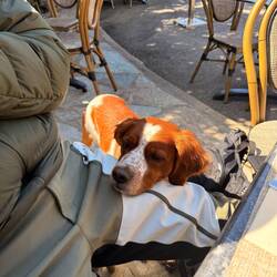 Ein zusätzlicher Gast mit regem Interesse an unserer Mahlzeit