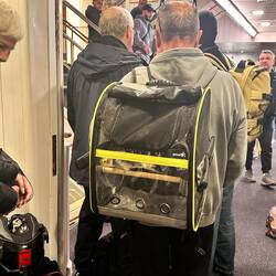 Ein Gast auf der Fähre hatte seinen gelben Corella-Papagei mit dabei, jedem sein "Plaisierchen" 😄