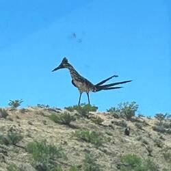 The roadrunner in Las Cruces