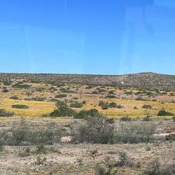 Lots of yellow flowers on the desert floor