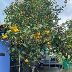 Zitronenbaum voll mit Früchten